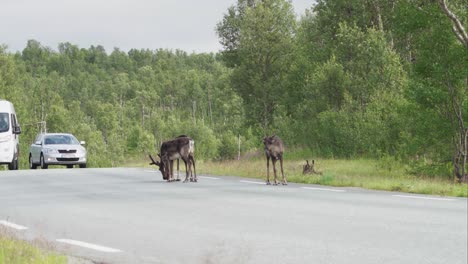 Red-Deer-Antlers-On-The-Road-Near-Anderdalen-National-Park,-Senja-Norway