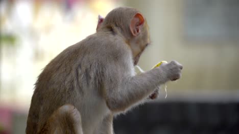baby-monkey-eating-banana-closeup-view