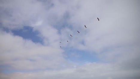 Flamingos-flying-in-V-formation-in-a-partly-cloudy-sky