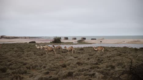 Camels-walking-and-grazing-in-the-dried-up-Swakopmund-river-in-Namibia-with-flamingos-and-beach-in-the-background