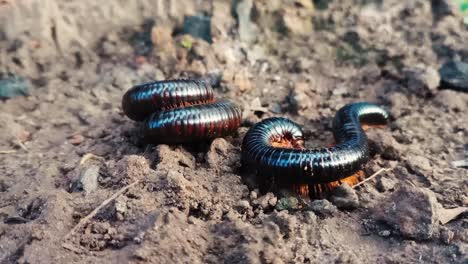 Millipede-over-another-curled-up