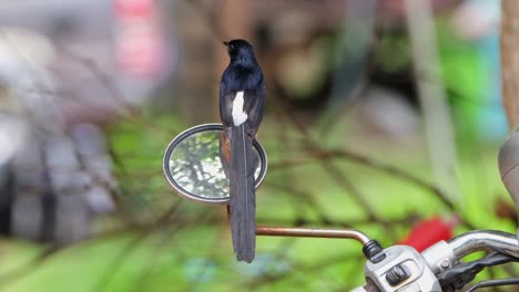 White-rumped-Shama-Copsychus-malabricus-perching-on-a-rear-view-mirror-of-a-motorcycle-parked-inside-a-National-park-in-Thailand,-switching-from-its-front-and-back-side