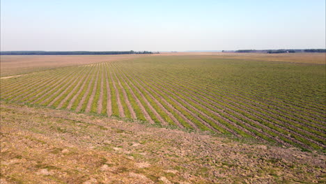 Aerial-view-of-reforestation-field