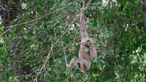 Der-Weißhandgibbon-Hängt-An-Einem-Kleinen-Ast-Und-Wählt-Und-Isst-Eifrig-Die-Reifen-Früchte-Eines-Baumes-Im-Nationalpark-Khao-Yai,-Thailand