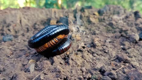 One-millipede-over-another-curled-up
