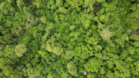 Sich-Drehende-Luftaufnahme-Des-üppig-Grünen-Tropischen-Regenwaldes
