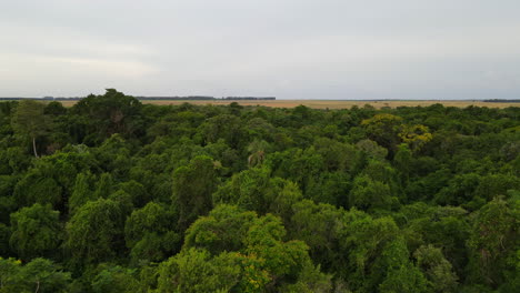 Aerial-view-of-tree-canopy