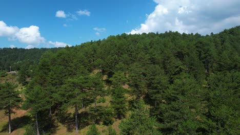 Panoramic-pine-tree-forest-with-green-foliage,-blue-sky-and-white-clouds-on-mountains,-nature-background