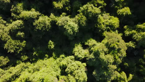 Aerial-view-of-tall-lush-green-trees