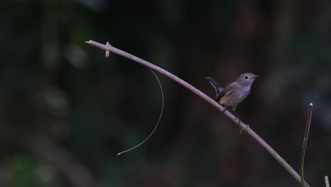 Flies-in-from-the-right-side-of-the-frame,-the-Taiga-Flycatcher-perched-for-a-while,-pooped,-and-flew-down-bottom-right-of-the-frame,-while-some-insects-are-flying-in-the-background