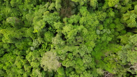 Aerial-view-of-tree--canopy