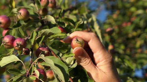 Woman-picking-small-fruit-from-tree-at-sunset,-crabapple-close-up