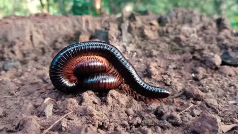 Close-up-of-millipedes,-one-on-top-of-other,-coiled