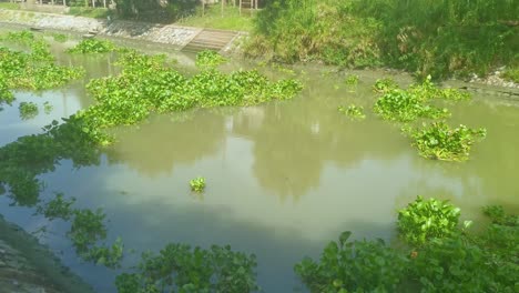 Las-Plantas-Flotan-A-Lo-Largo-De-Un-Canal-En-Ayutthaya,-Tailandia-En-Un-Día-Soleado.