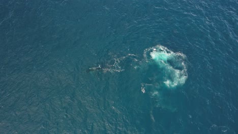 Overhead-Aerial-View-Of-Breathing-Humpback-Whale-Over-Seascape