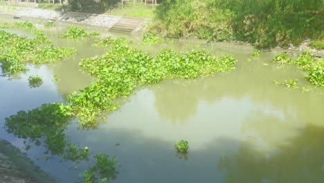 Canal-Con-Plantas-Botánicas-Flotantes-A-La-Deriva-En-La-Superficie-Del-Agua-En-Tailandia.