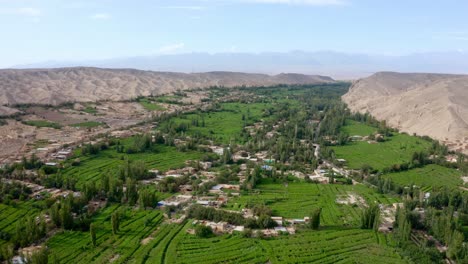 Wide-Shot-Of-Agriculture-Field-Of-Green-Vineyards-In-Desert-Area