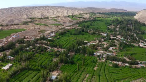 Aerial-View-Of-Agriculture-Land-Of-Green-Vineyards-In-Desert-Area