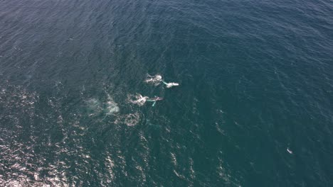 Luftaufnahme-Von-Buckelwalen,-Die-Am-Strand-Von-Cabarita,-New-South-Wales,-Australien-Auftauchen-Und-Atmen