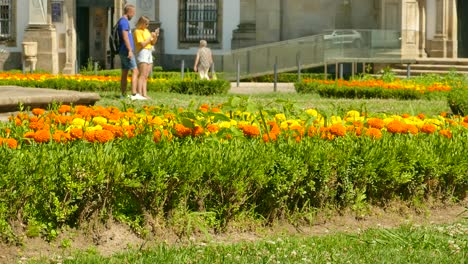 Blooming-Marigold-Flower-Field-At-Largo-Carlos-Amarante-Square-In-Front-Of-San-Marcos-Church-In-Braga,-Portugal