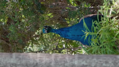 Colorful-male-peacock-revealed-from-behind-tree,-New-Caledonia
