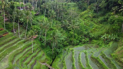 Drone-shot-fly-over-rice-terrace-and-tropical-forest