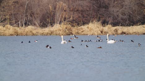 Cisnes-Y-Patos-Nadando-En-Un-Lago-En-Un-Entorno-Rural-En-Un-Día-Nublado