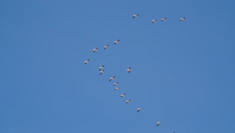 Pelícanos-Migratorios-Volando-En-Formación