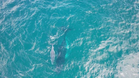 Klares-Blaues-Meer-Mit-Schwimmenden-Buckelwalen-In-Der-Nähe-Von-Fingal-Headland-In-New-South-Wales,-Australien