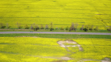 One-Car-Travels-on-Coutry-Road-Through-Blooming-Canola-Field---Spring-Adventure-Trip-in-Poland---Aerial-Parallel-Tracking-Side-Dolly