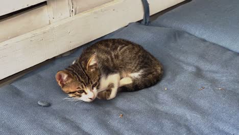 Kleine-Katze-Entspannt-Sich-Auf-Der-Blauen-Gartencouch-In-Griechenland