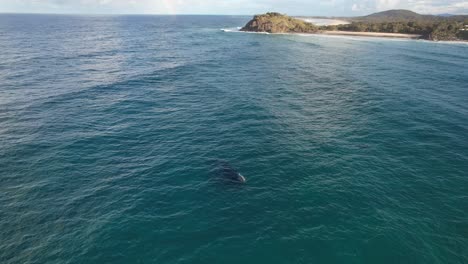 Serene-Seascape-With-Humpback-Whales-Near-Norries-Headland-In-Cabarita-Beach,-NSW-Australia