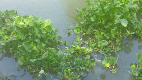 Nahaufnahme-Einer-Grünen-Tropischen-Plantage-In-Einem-Kanal-In-Thailand