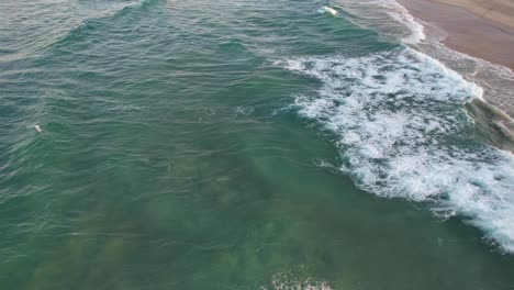 Raue-Wellen-Mit-Babyrobben-Schwimmen-In-Der-Nähe-Des-Spit-Beach-In-Gold-Coast,-Queensland,-Australien