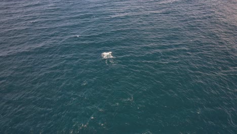 Luftaufnahme-Von-Buckelwalen-Beim-Tauchen-Im-Türkisfarbenen-Wasser-Von-Cabarita-Beach-In-New-South-Wales,-Australien