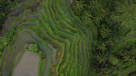 Aerial-staircase-like-rice-terraces-circle-shot-lush-tropical-rainforest
