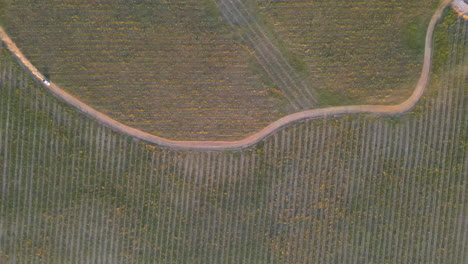 White-pick-up-truck-driving-on-curved-dirt-road-through-crop-field