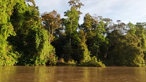 Bootsfahrt-Entlang-Des-Flusses-Kinabatangan,-Kreuzfahrt-In-Boreno,-Vorbei-An-Tropischen-Bäumen