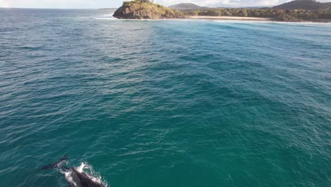 Vista-Panorámica-De-La-Ballena-Jorobada-Y-Delfines-Mulares-Nadando-Cerca-Del-Promontorio-De-Norries-En-La-Playa-De-Cabarita,-Nueva-Gales-Del-Sur,-Australia
