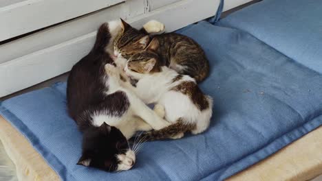 Mom-cat-breastfeeding-its-little-kittens-on-couch-in-Greece