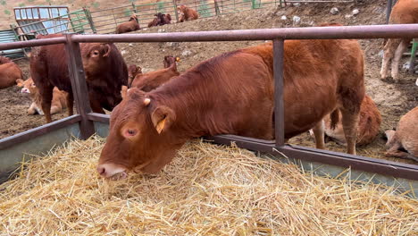 Braune-Kuh,-Die-Heu-Und-Trockenes-Gras-Frisst,-Tiere-Auf-Einem-Bauernhof-In-Spanien,-Vom-Bauernhof-Auf-Den-Tisch,-ökologische-Landwirtschaft,-4K-Aufnahme