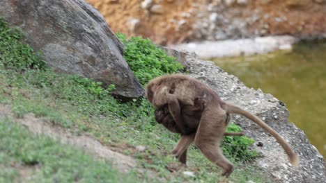 Slow-motion-of-mother-and-baby-monkey-on-hill-in-Wilderness-near-lake--tracking-shot