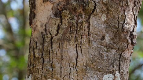 A-lone-flying-lizard-is-eating-some-ants-on-the-bark-of-the-tree-trunk