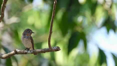 On-the-left-side-of-the-frame,-a-single-Red-Throated-Flycatcher-can-be-seen-perched-on-a-tiny-branch,-flicking-its-tail,-and-flying-down-from-the-branch-of-the-tree-inside-Khao-Yai-National-Park