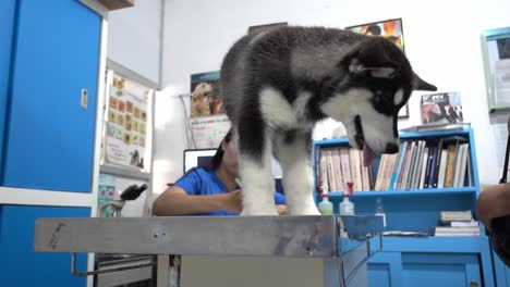 Slow-motion-shot-of-a-puppy-husky-being-examined-on-the-table-and-writing-notes