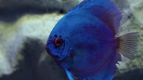 Blue-Symphysodon-Discus-Fish-Swimming-In-A-Wild-Close-up-Macro