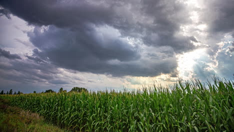 Massive-rain-clouds-flowing-above-corn-field,-time-lapse-view