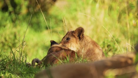 Toma-En-Cámara-Lenta-De-Cachorros-De-León-Jugando-En-La-Hierba-Alta-Y-Verde-De-La-Sabana,-Linda-Vida-Salvaje-Africana-En-La-Reserva-Nacional-Masai-Mara,-Kenia,-Animales-De-Safari-Africanos-En-Masai-Mara