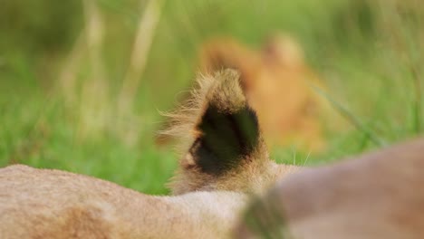 Close-up-of-young-lion-cubs-resting-in-green-grasslands,-conserving-energy,-Big-five-African-Wildlife-in-Maasai-Mara-National-Reserve,-Kenya,-Africa-Safari-Animals