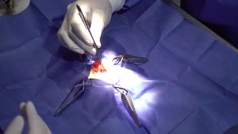 Hand-held-shot-of-a-vet-performing-surgery-using-different-tools-on-an-animal-under-drapes